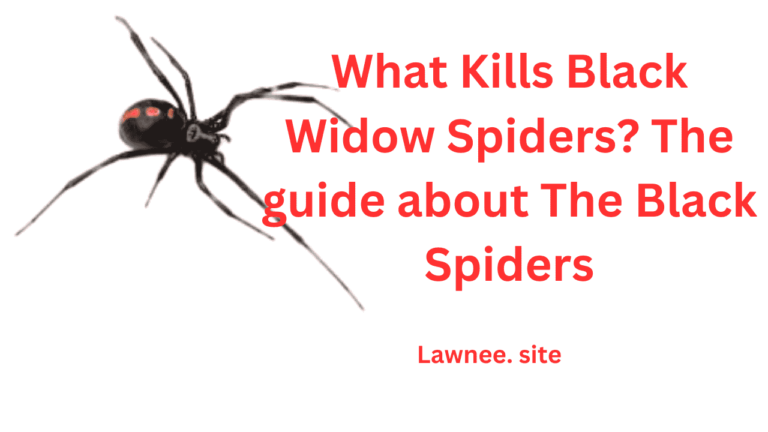 How to kill and prevent from black wiondow spider?